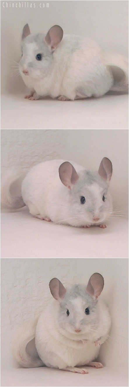 5187 Sapphire & White Mosaic Female Chinchilla