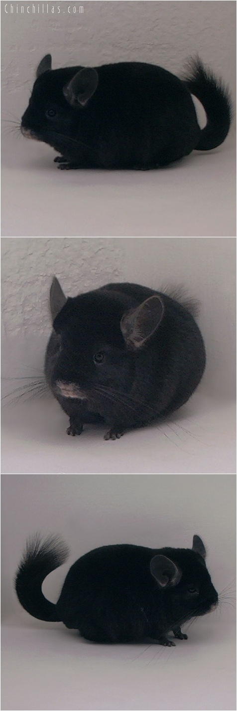 5200 Herd Improvement Quality Ebony Male Chinchilla