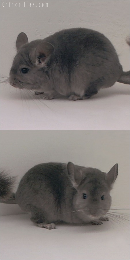 5197 Show Quality Violet Female Chinchilla