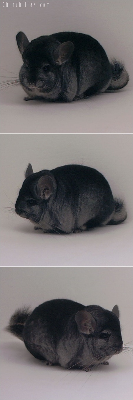 5186 Premium Production Quality Ebony Female Chinchilla