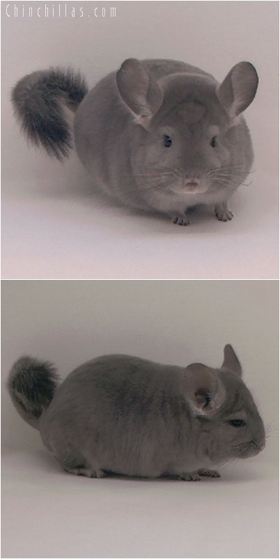 5190 Top Show Quality Violet ( Ebony Carrier ) Male Chinchilla
