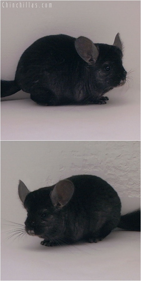 5191 Show Quality Ebony ( Violet Carrier ) Female Chinchilla