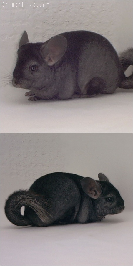 5203 Show Quality Ebony Female Chinchilla