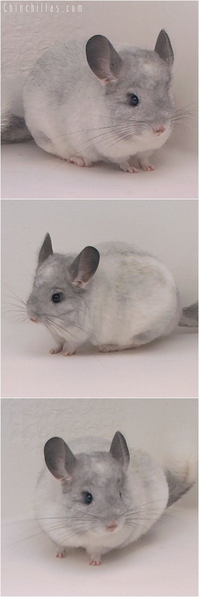 5177 Intermediate Show Quality White Mosaic Female Chinchilla