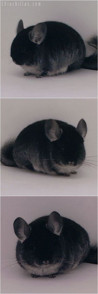 5192 Brevi - type Exceptional Quality Black Velvet Male Chinchilla