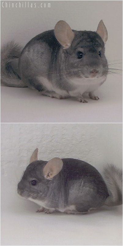 5181 Show Quality Sapphire Male Chinchilla