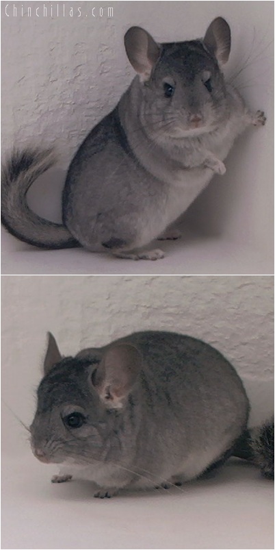 5193 Premium Production Quality Standard ( Sapphire Carrier ) Female Chinchilla
