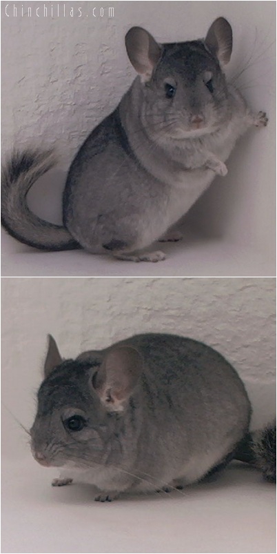 5193 Premium Production Quality Standard ( Sapphire Carrier ) Female Chinchilla