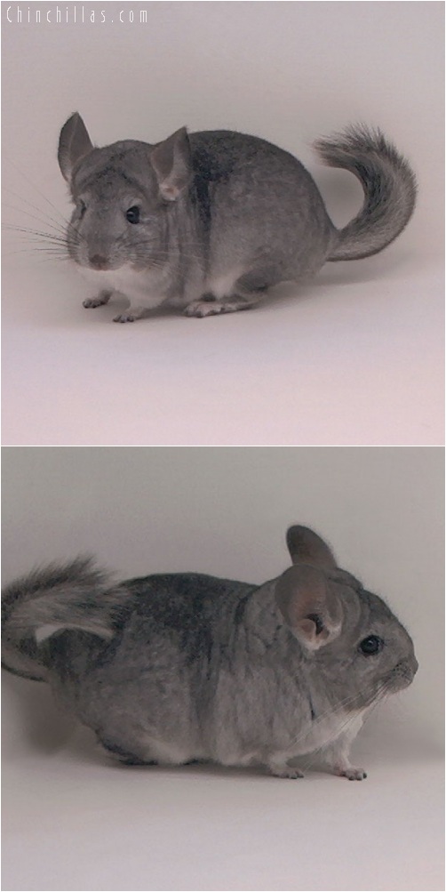 5201 Standard ( Sapphire Carrier ) Female Chinchilla