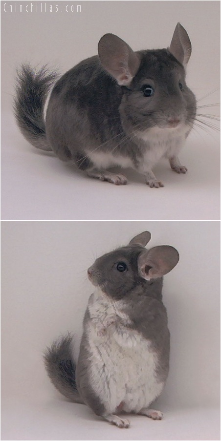 5183 Violet Male Chinchilla