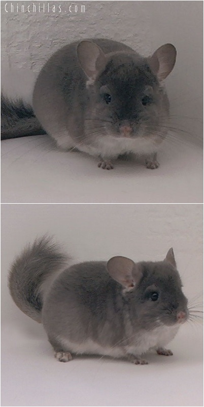 5184 TOV Violet Male Chinchilla