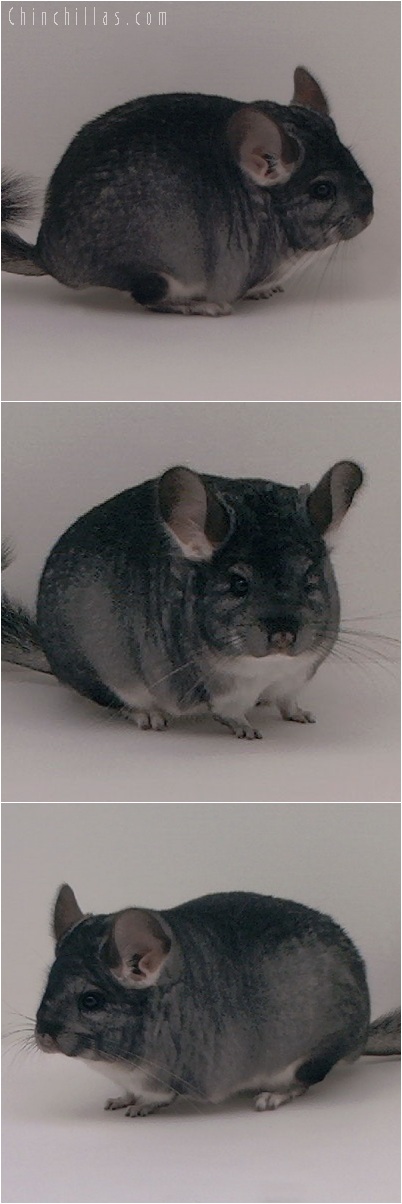 5195 Brevi - type Show Quality Standard Female Chinchilla