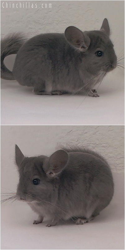 5164 Show Quality Violet ( Ebony Carrier ) Male Chinchilla