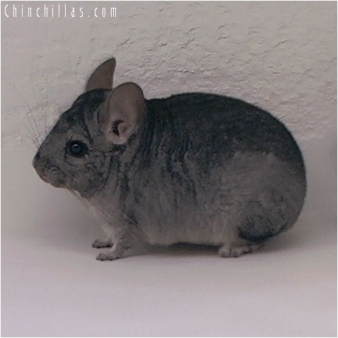 5110 Standard ( Sapphire & Ebony Carrier ) Male Chinchilla