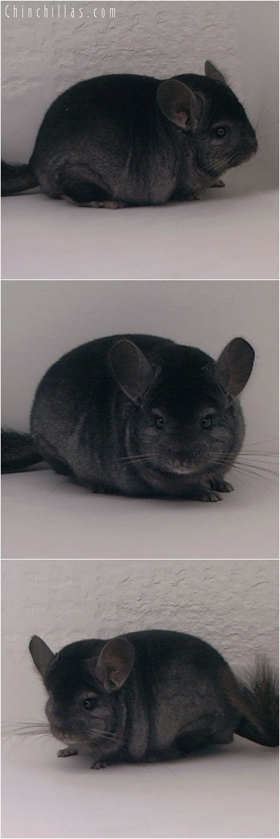 5207 Show Quality Ebony Male Chinchilla