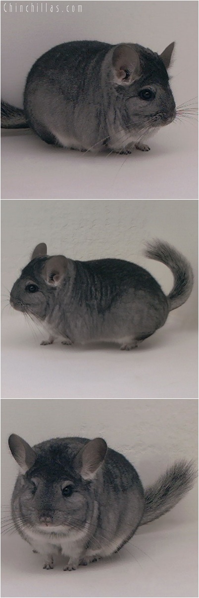 5206 Premium Production Quality Standard Female Chinchilla