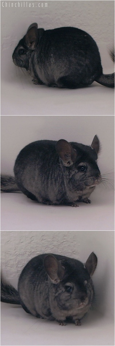 5208 Large Show Quality Ebony Female Chinchilla