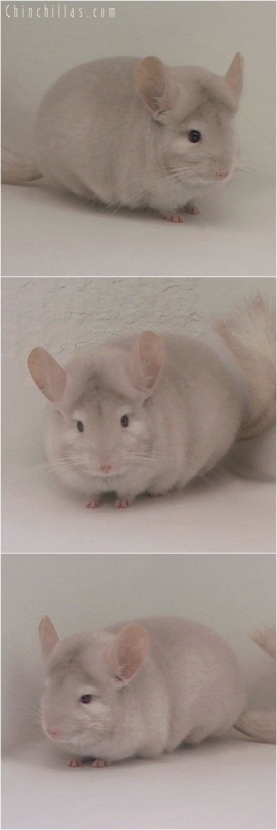 5212 Herd Improvement Quality Homozygous Beige Male Chinchilla