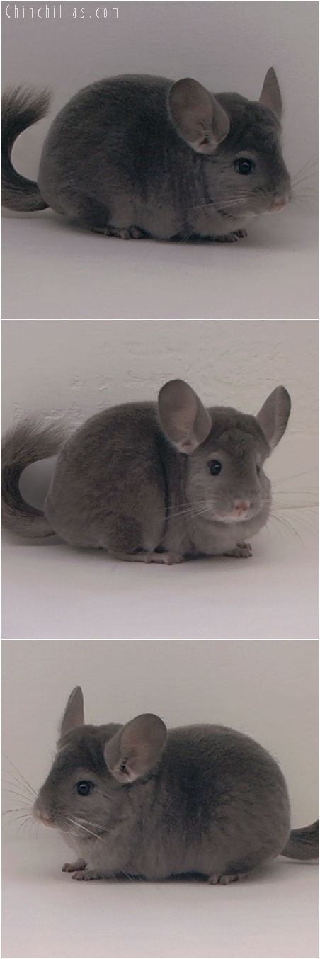 5210 Premium Production Quality Violet ( Ebony Carrier ) Female Chinchilla