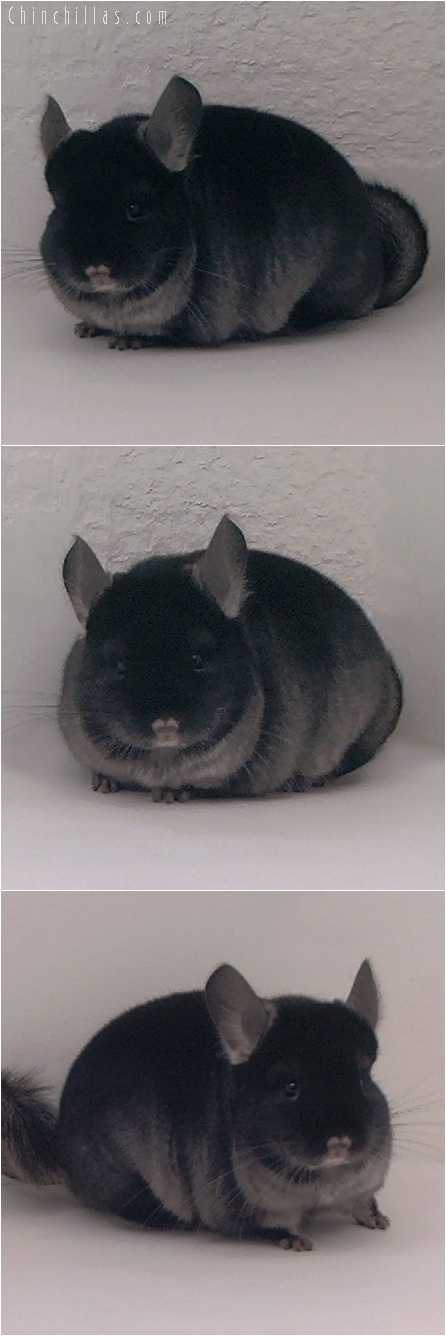 5214 Top Show Quality TOV Ebony Male Chinchilla