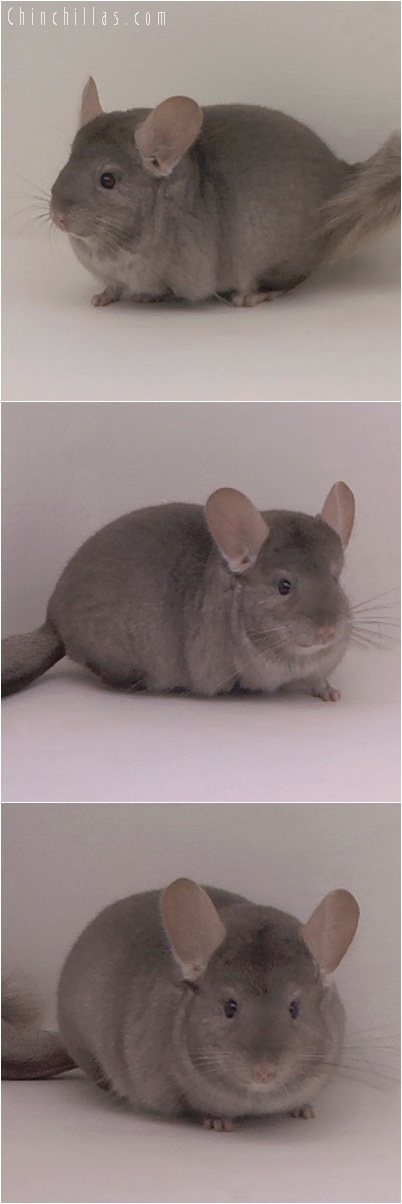 5213 Premium Production Quality Tan Female Chinchilla