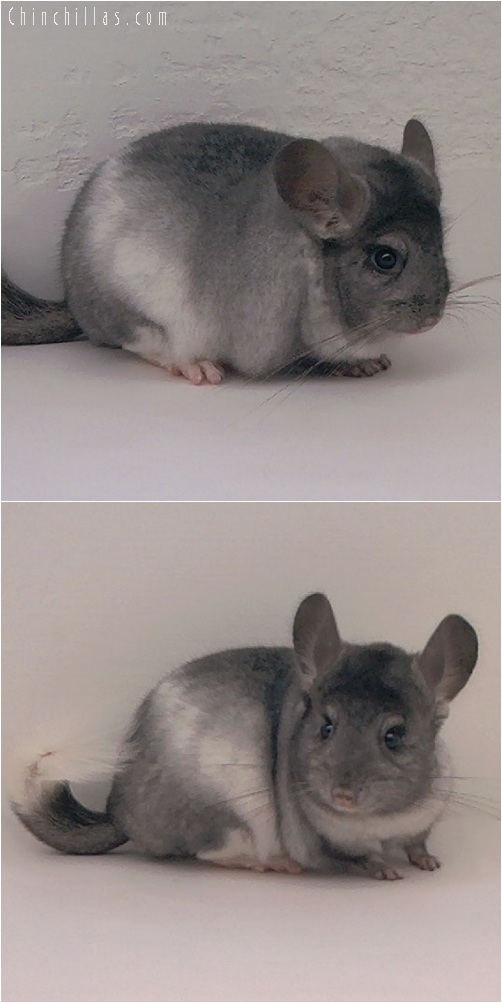5216 Show Quality Ebony & White Mosaic Male Chinchilla