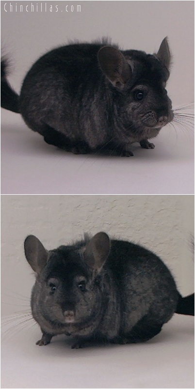 5209 Large Show Quality Ebony Female Chinchilla