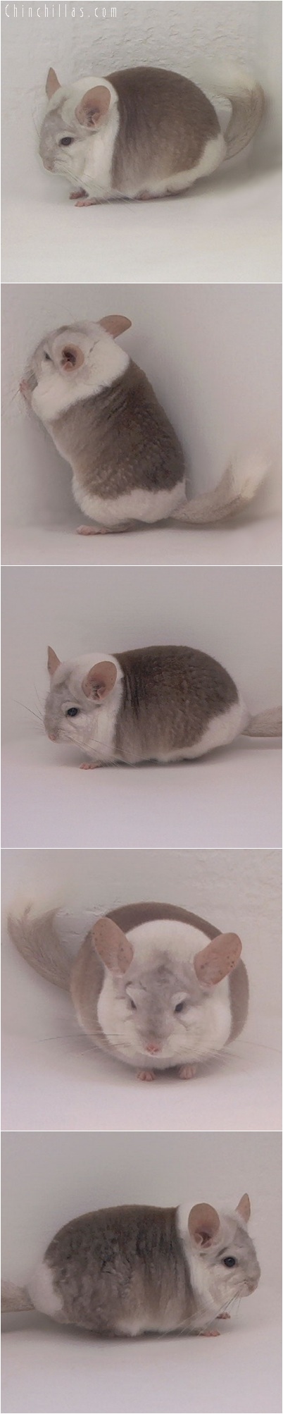 5218 Extreme Beige & White Mosaic Male Chinchilla