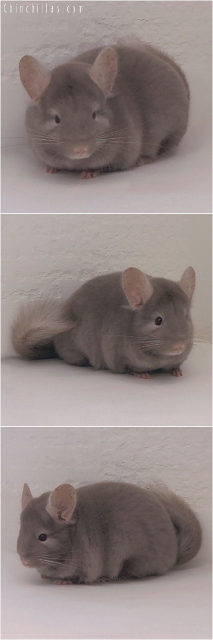 5220 Show Quality Tan Female Chinchilla