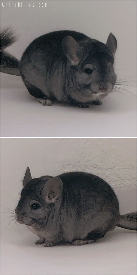 5221 Large Premium Production Quality Standard ( Ebony Carrier ) Female Chinchilla