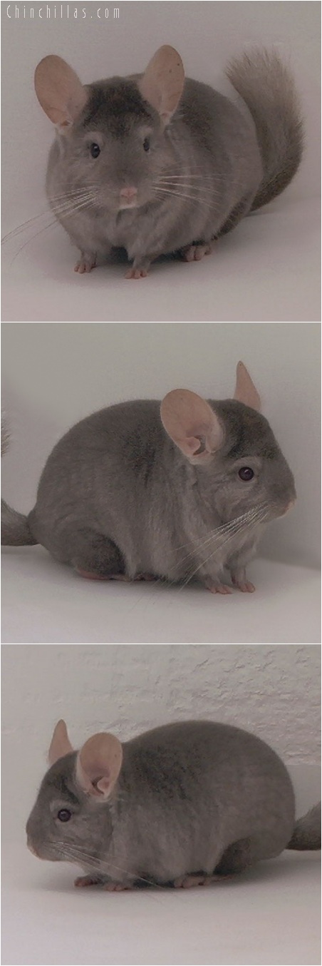 5217 Top Show Quality Tan Male Chinchilla