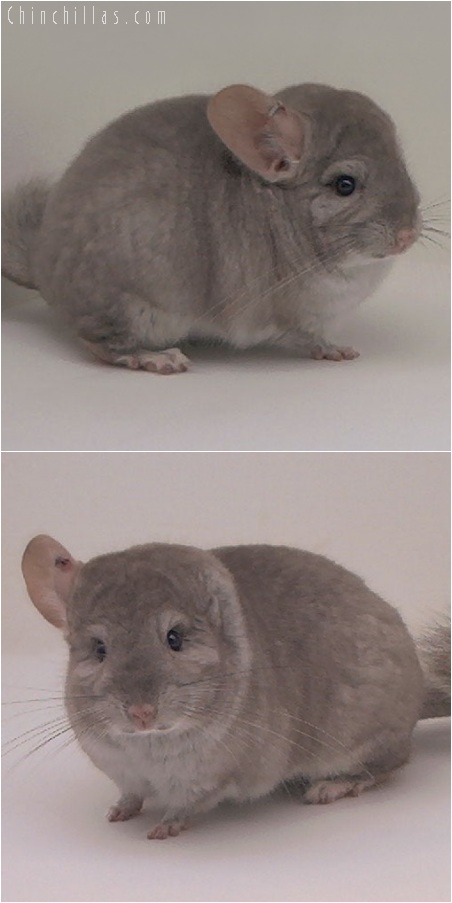 5132 Herd Improvement Quality Beige Male Chinchilla