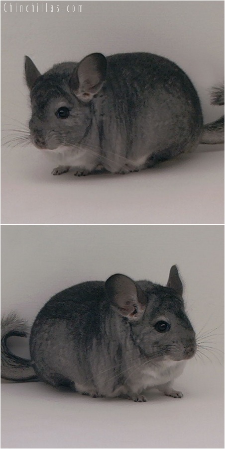 5176 Large Show Quality Standard Female Chinchilla