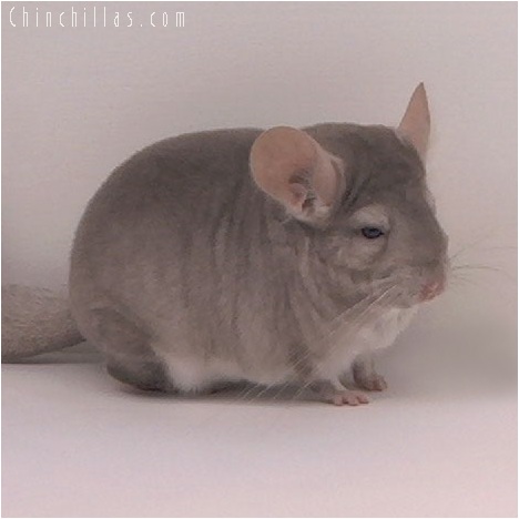 5157 Top Show Quality Beige ( Violet Carrier ) Male Chinchilla