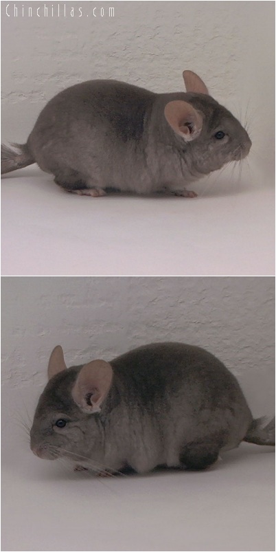 5189 Show Quality Light Tan Female Chinchilla