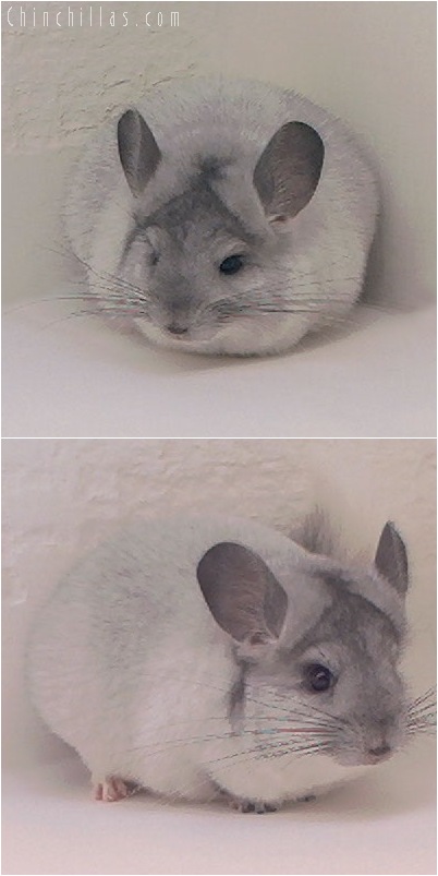 5073 Show Quality Silver Mosaic Male Chinchilla