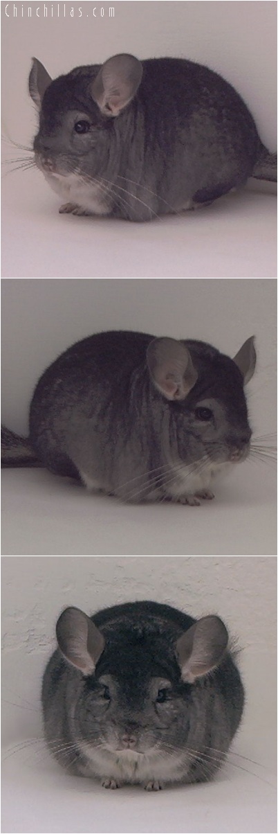 5226 Blocky Herd Improvement Quality Standard Male Chinchilla