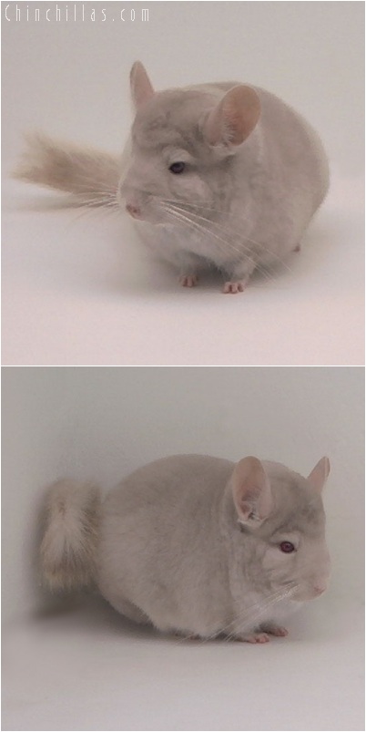 5227 Premium Production Quality Homo Beige Female Chinchilla