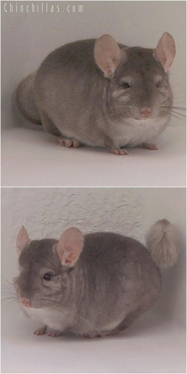5106 Large Top Show Quality Beige Male Chinchilla