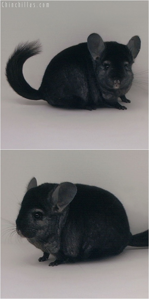 5222 Premium Production Quality Ebony Female Chinchilla