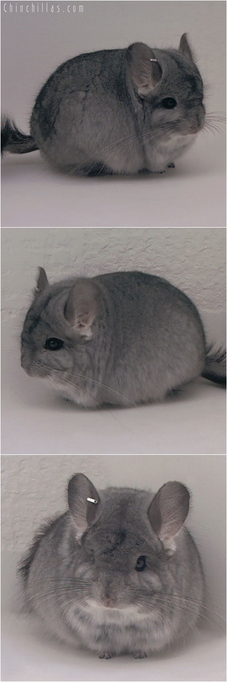 5237 Standard Royal Persian Angora Male Chinchilla