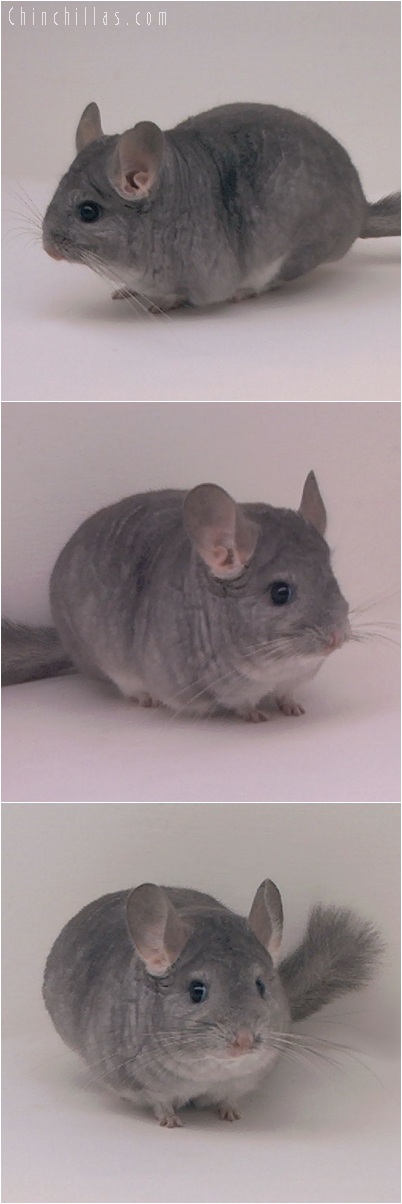 5232 Show Quality Sapphire Female Chinchilla