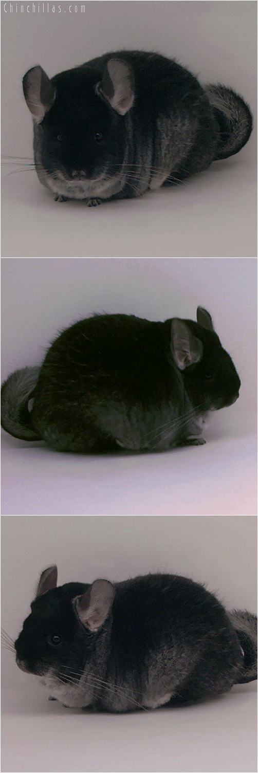 5231 Extra Large Show Quality Brevi - type Black Velvet Female Chinchilla