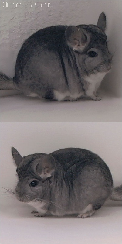 5230 Large Standard ( Royal Persian Angora Carrier ) Female Chinchilla