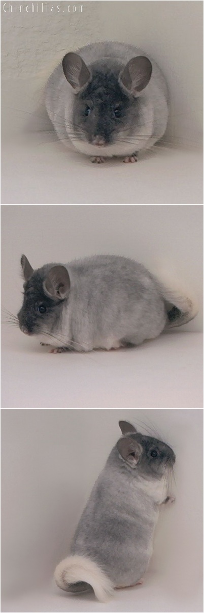 5219 Herd Improvement Quality TOV White Male Chinchilla