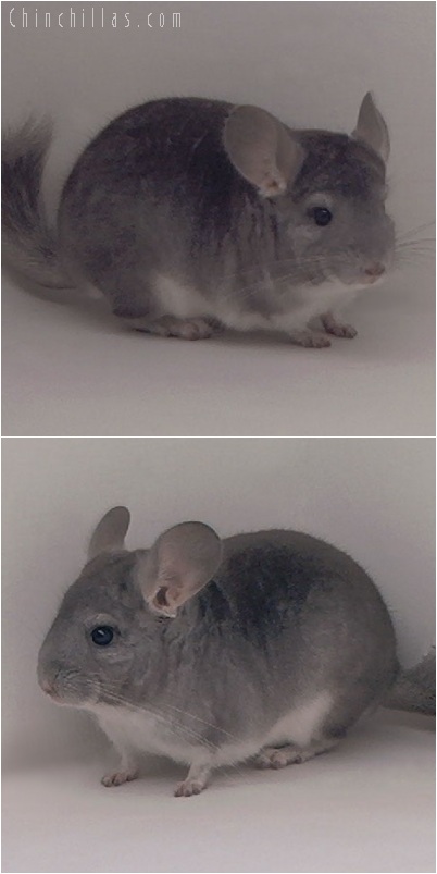 5215 Sapphire Male Chinchilla