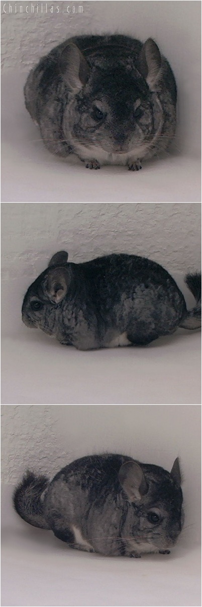 5173 Mini Standard Female Chinchilla