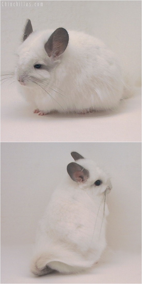 5229 White Royal Persian Angora Female Chinchilla