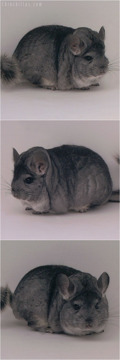 5234 Premium Production Quality Large Standard ( Violet Carrier ) Female Chinchilla