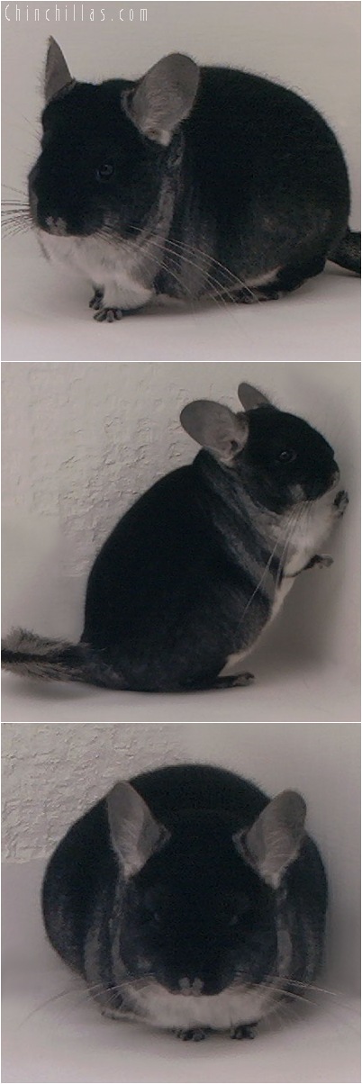 5120 Black Velvet Female Chinchilla